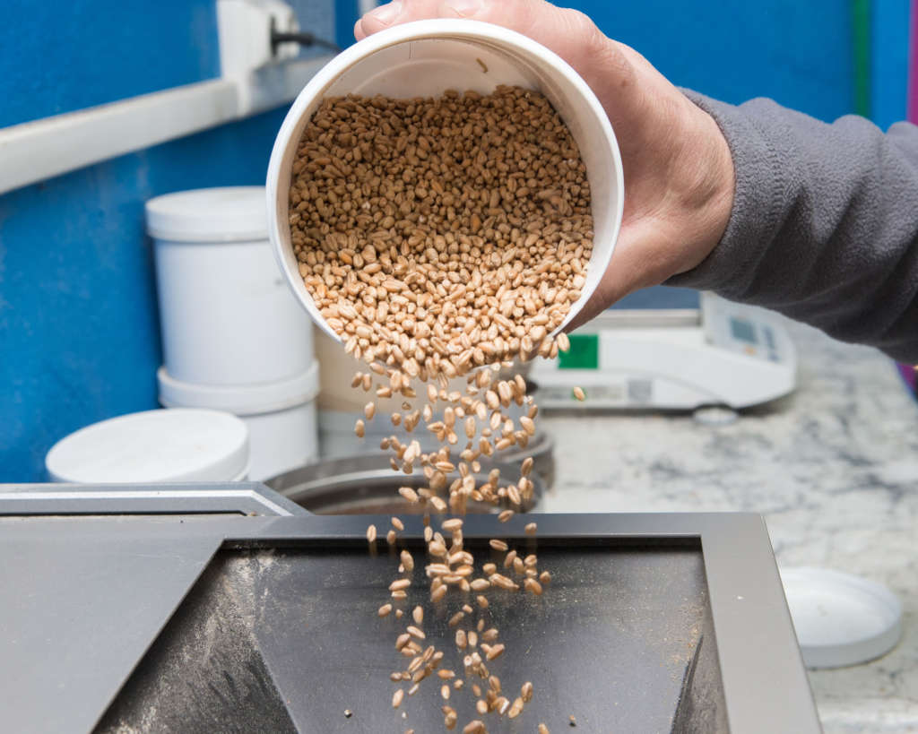 semences de blé tendre à haute teneur en proteines pour farine de qualite